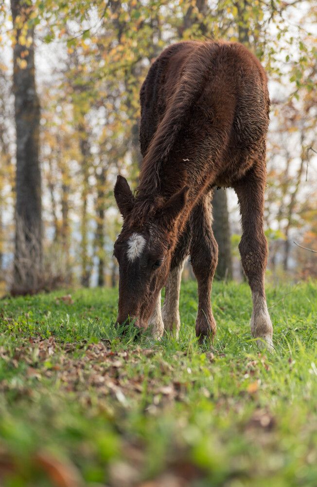 Фотография автора Milan Đorđević
