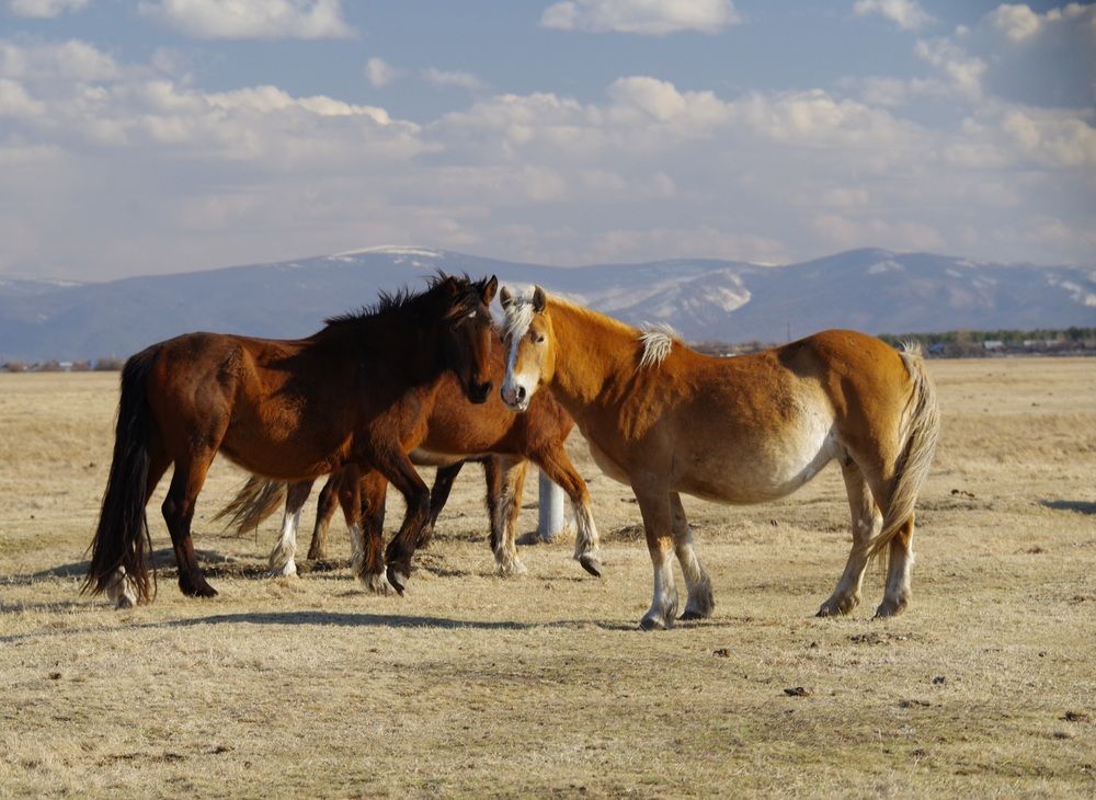 Photograph by Андрей Корытов