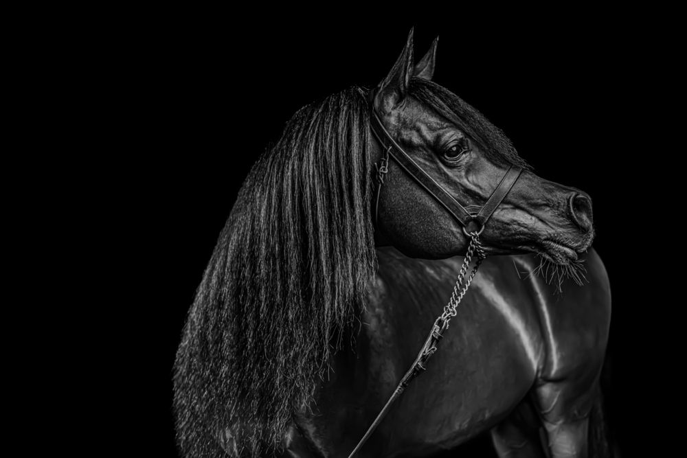 Фотография #12987012