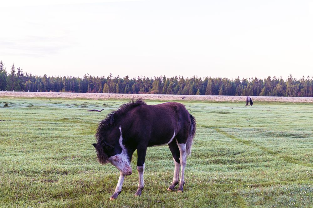 Жеребенок якутской породы.