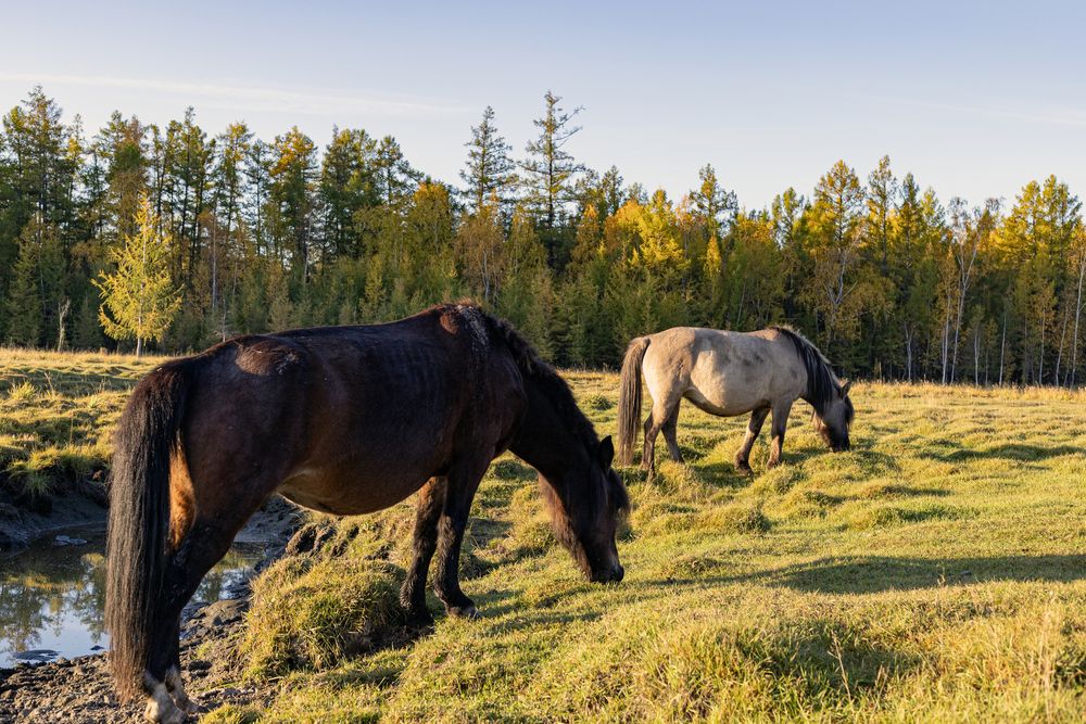 После водопоя.