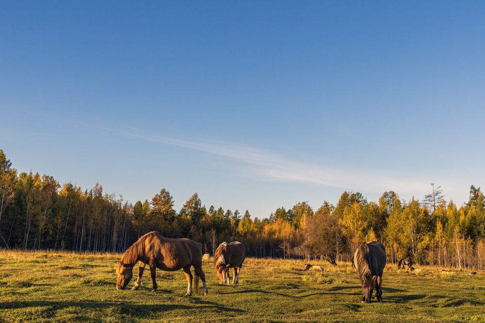 Осенним утром.