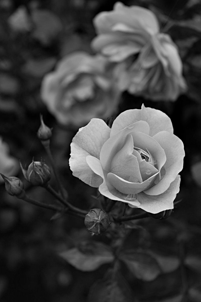 После дождя. Розы.