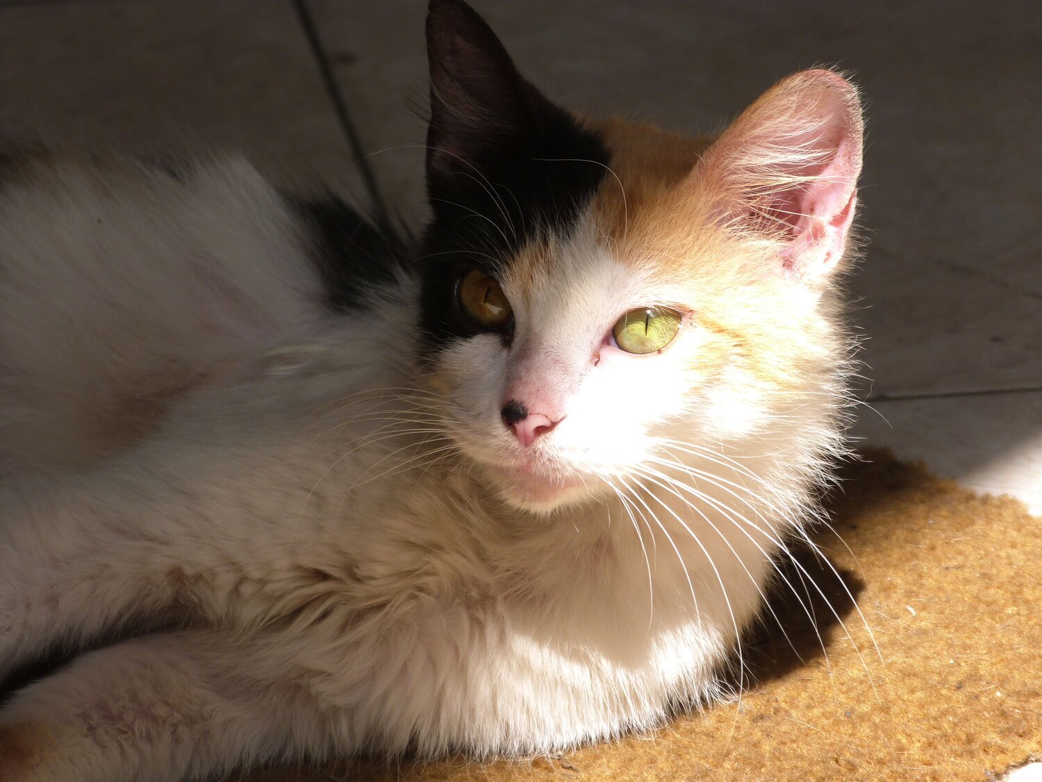 Photo #12987387