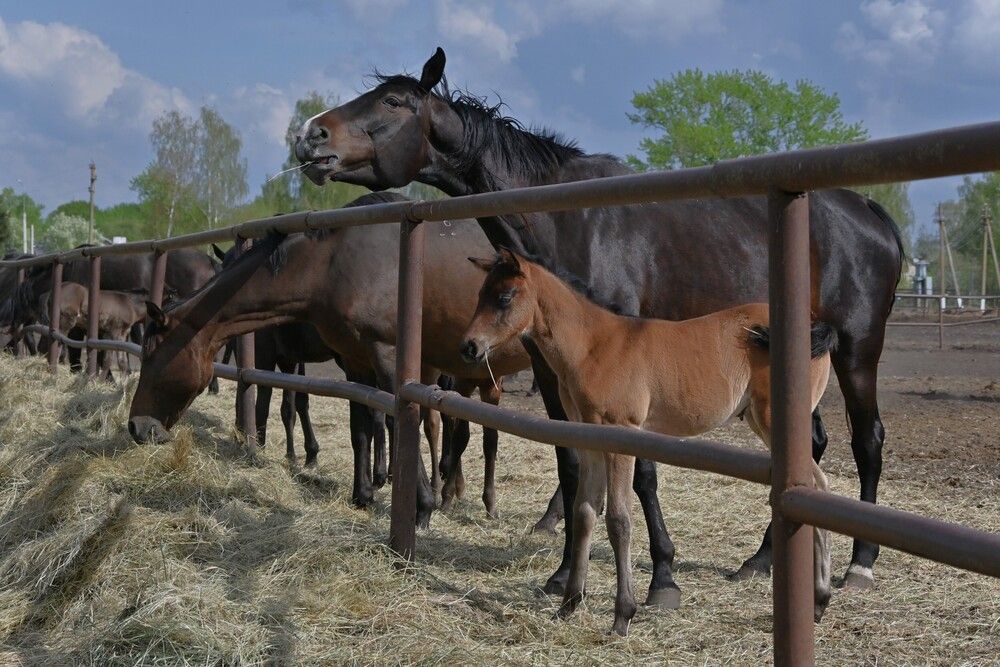 Фотография автора IRINA FILIPPOVA