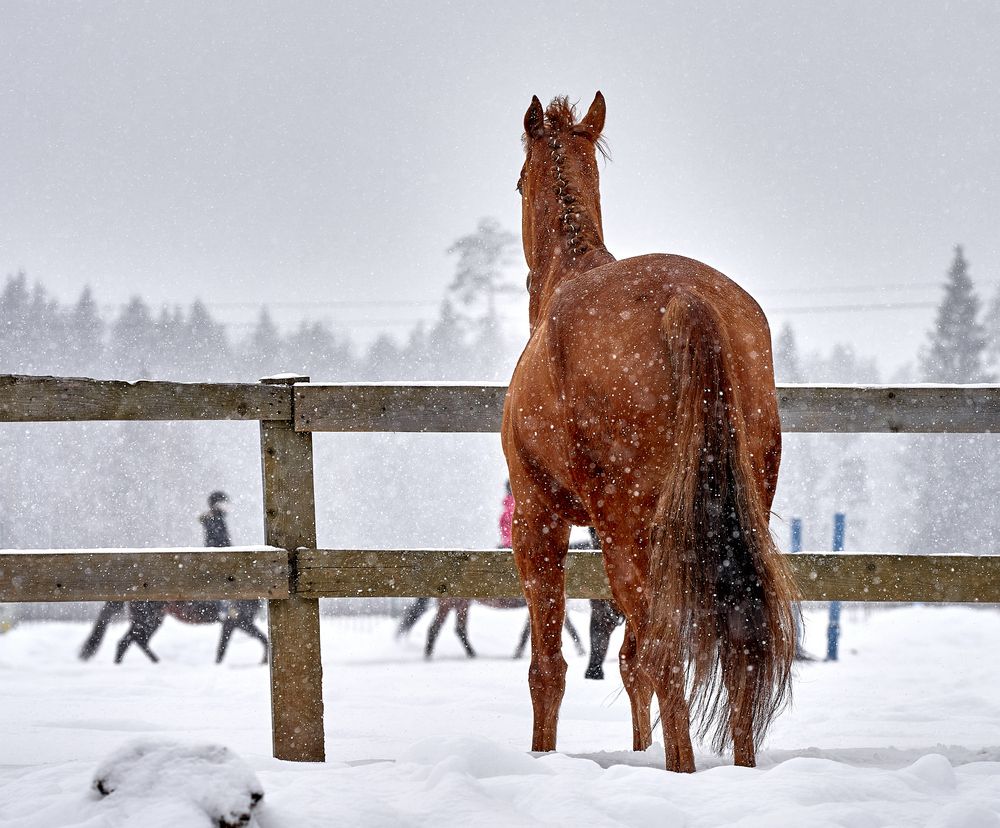 Фотография автора Андрей Некрашевич