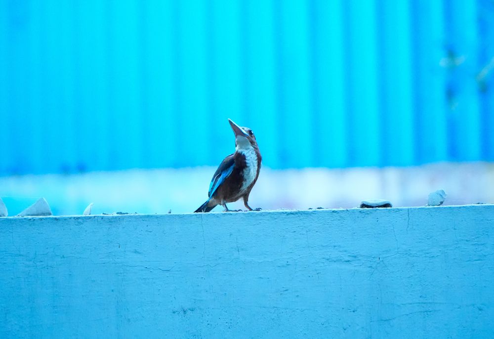 Photograph by SARAVANA MANICKAM