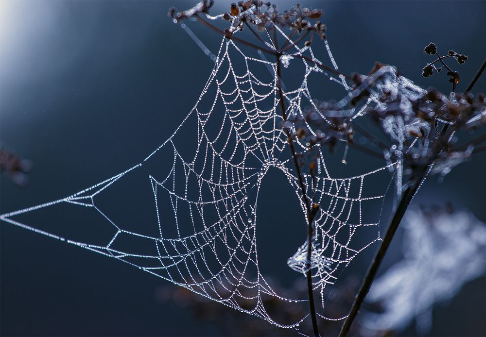 Паутинка в жемчуге росы.