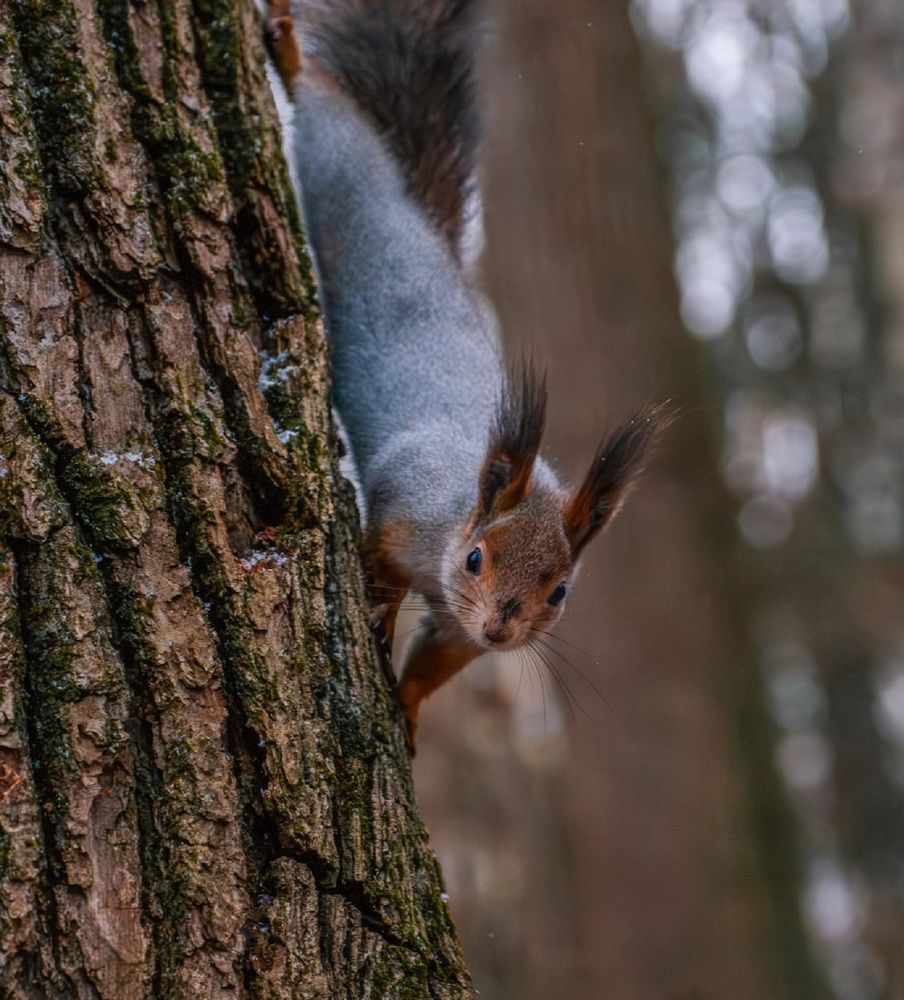 Photograph by Михаил Гуменный