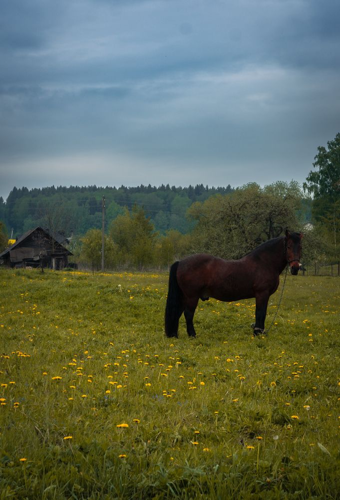 Фотография автора Геннадий Ломеко