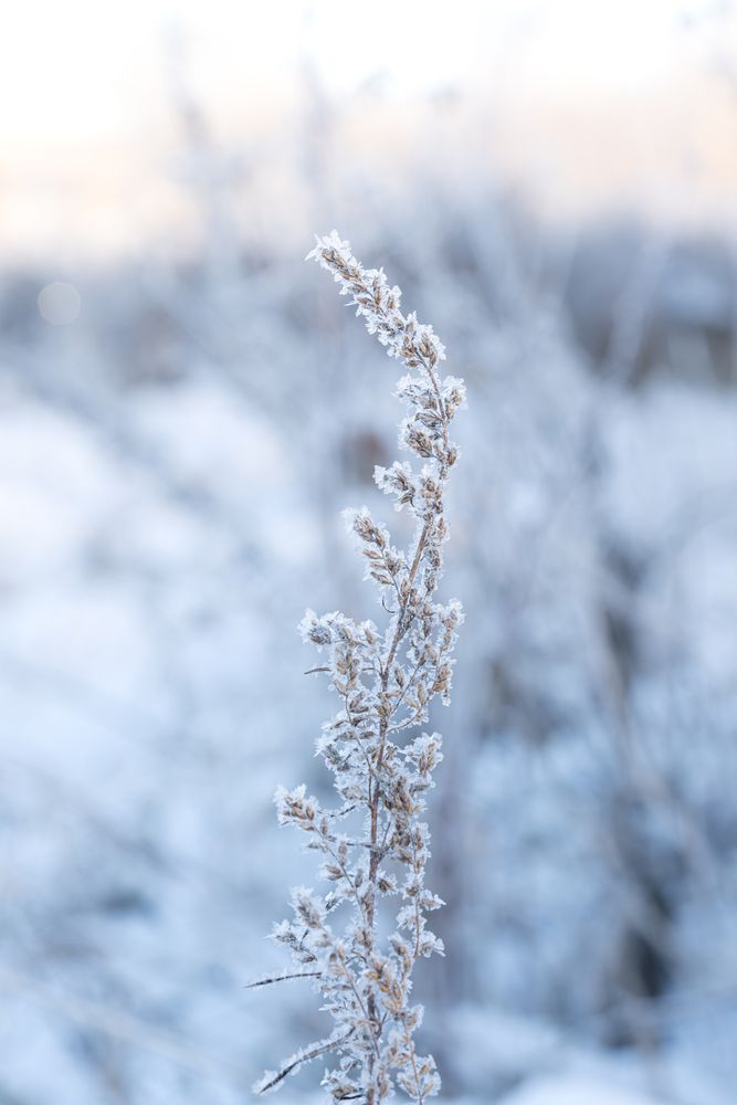 Photograph by Алексей Поликарпов