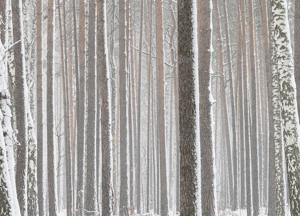 Фотография автора Екатерина Першина