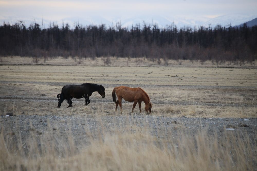 Фотография автора Лариса Ким