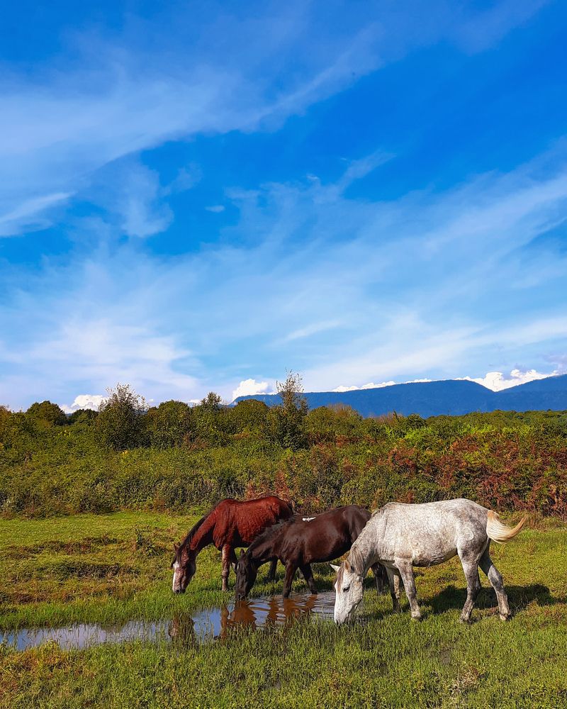Horses at the Watering Hole
