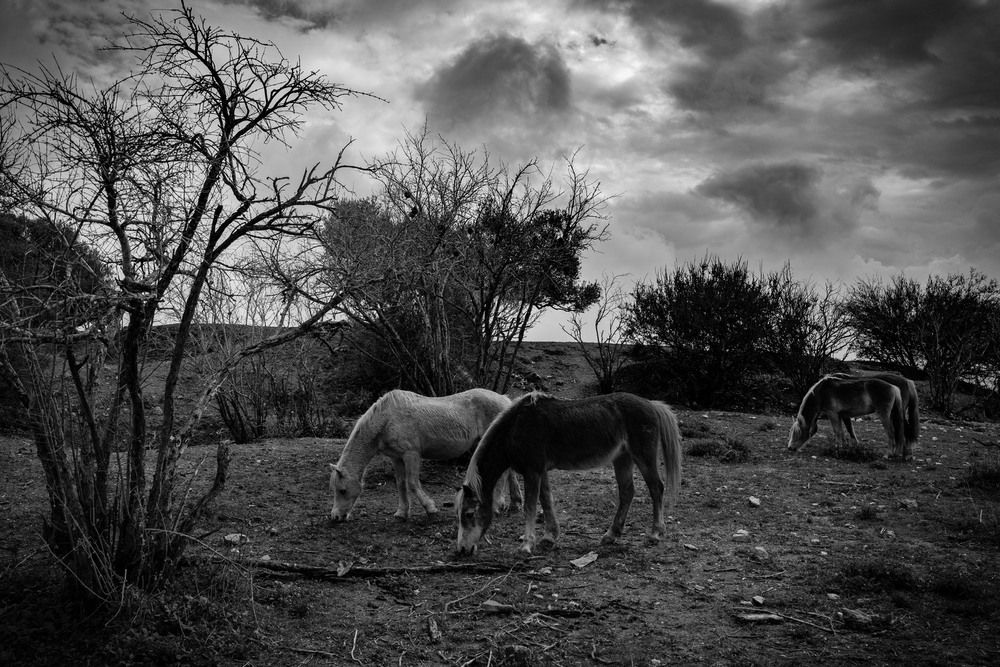 Фотография автора David Solodar