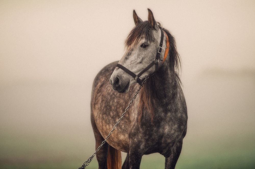 Фотография автора Сухенко Олег