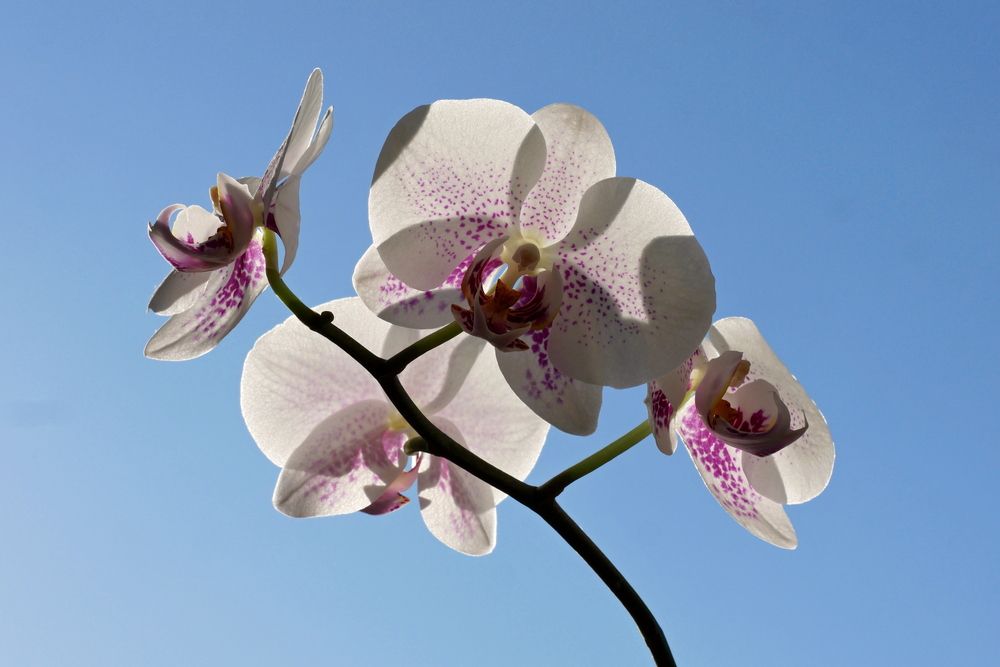 Photograph by Владимир Лобанов