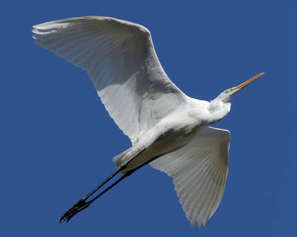 Photograph by KOHAGI