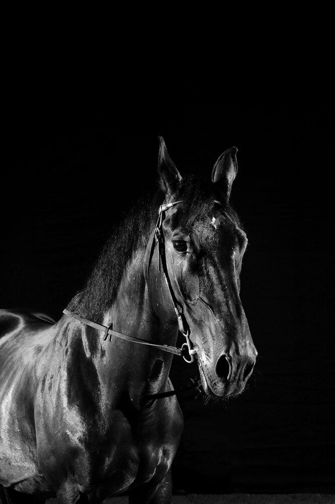 Фотография автора Юлия Шестопалова