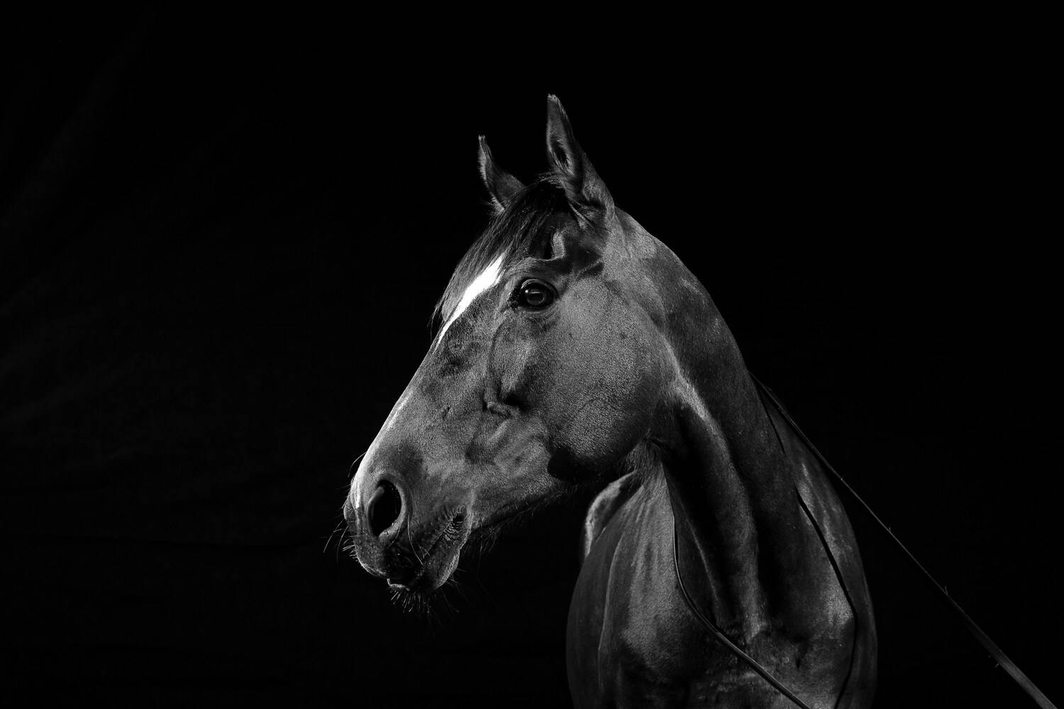 Фотография #12988512