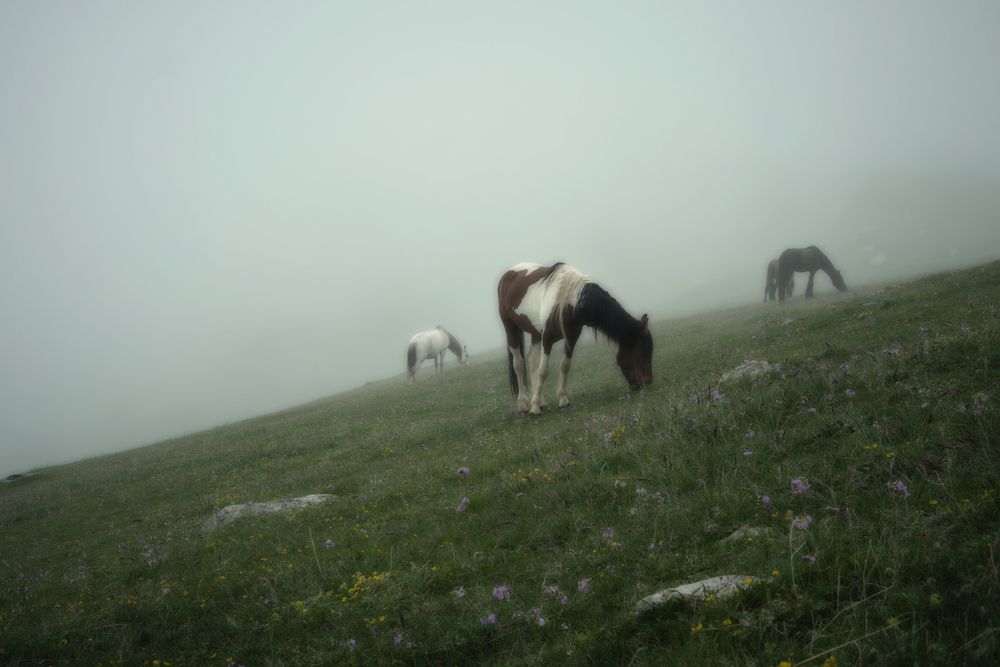Лошади в облаках. Эпизод 2
