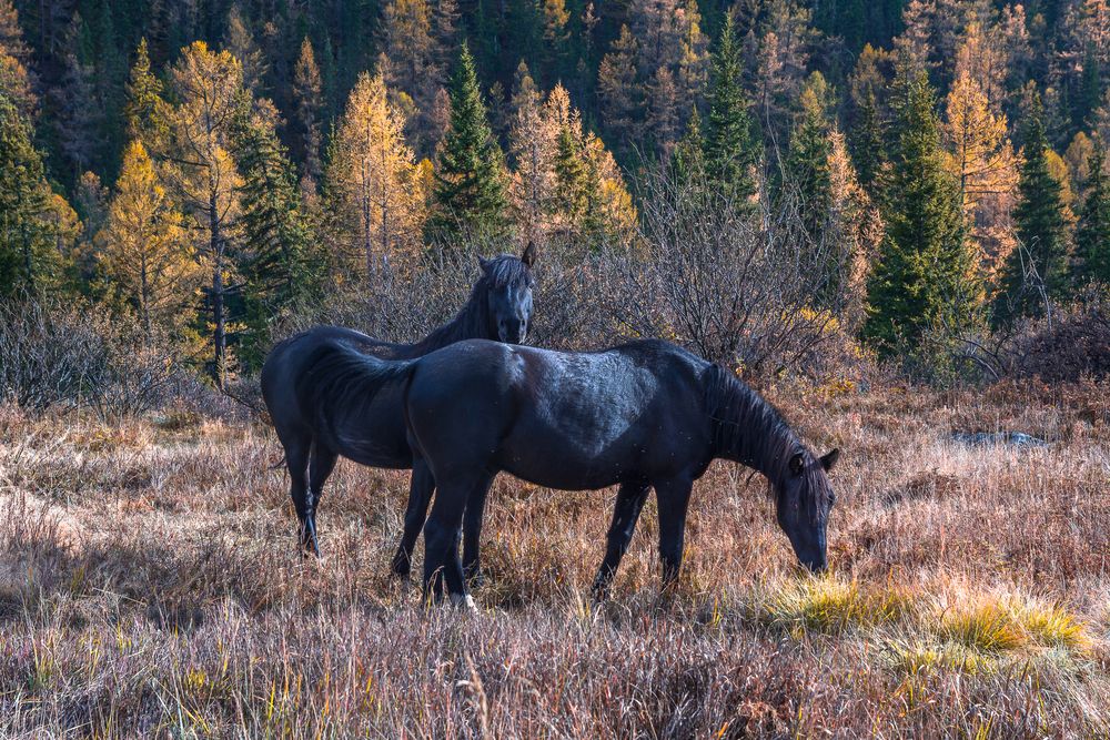 Двое из ларца