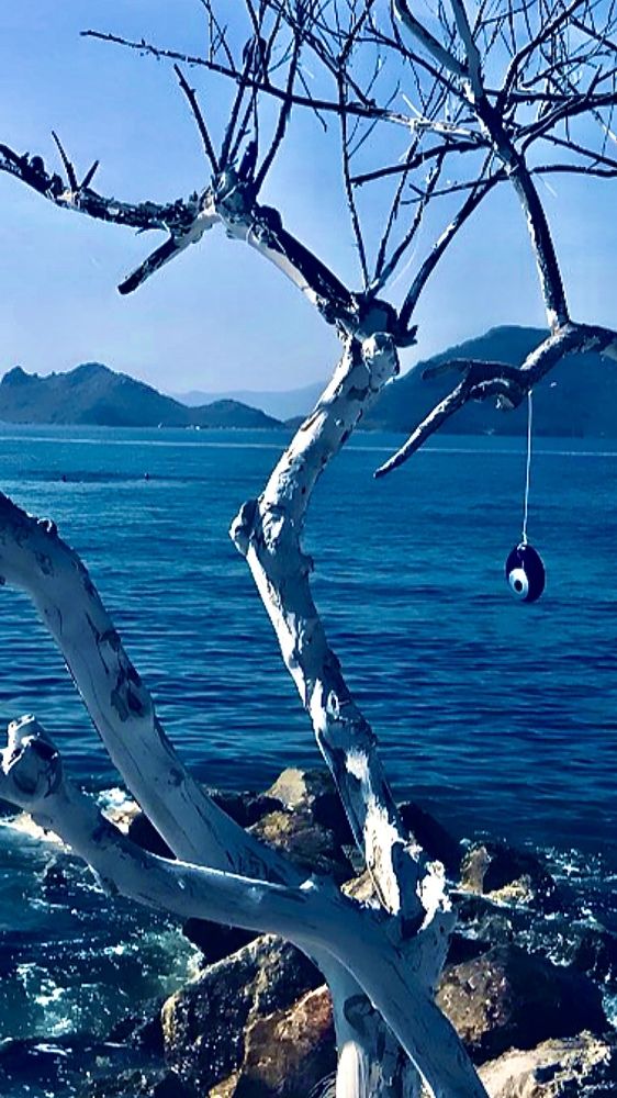 Harmony in Blue and White