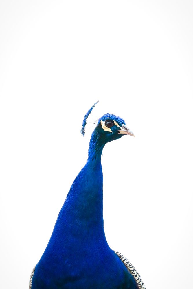 Photograph by Iasmim Arce