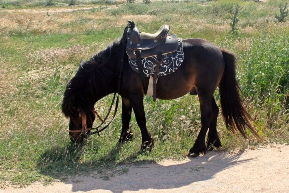 Фотография автора Татьяна Пальчикова