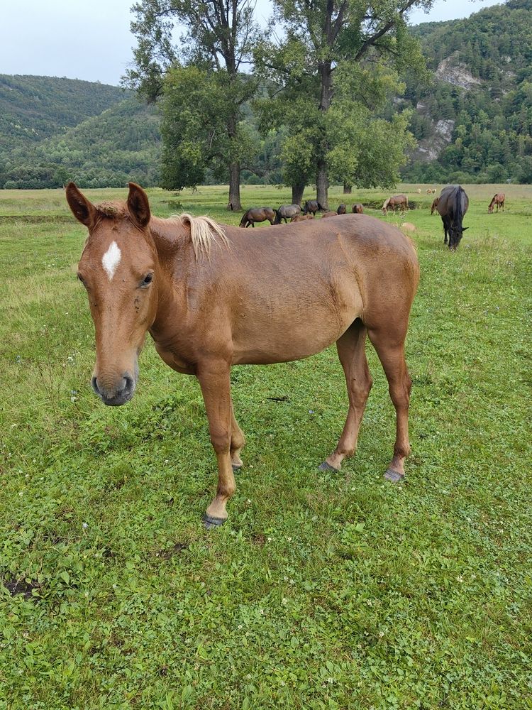 Гумеровское ущелье.