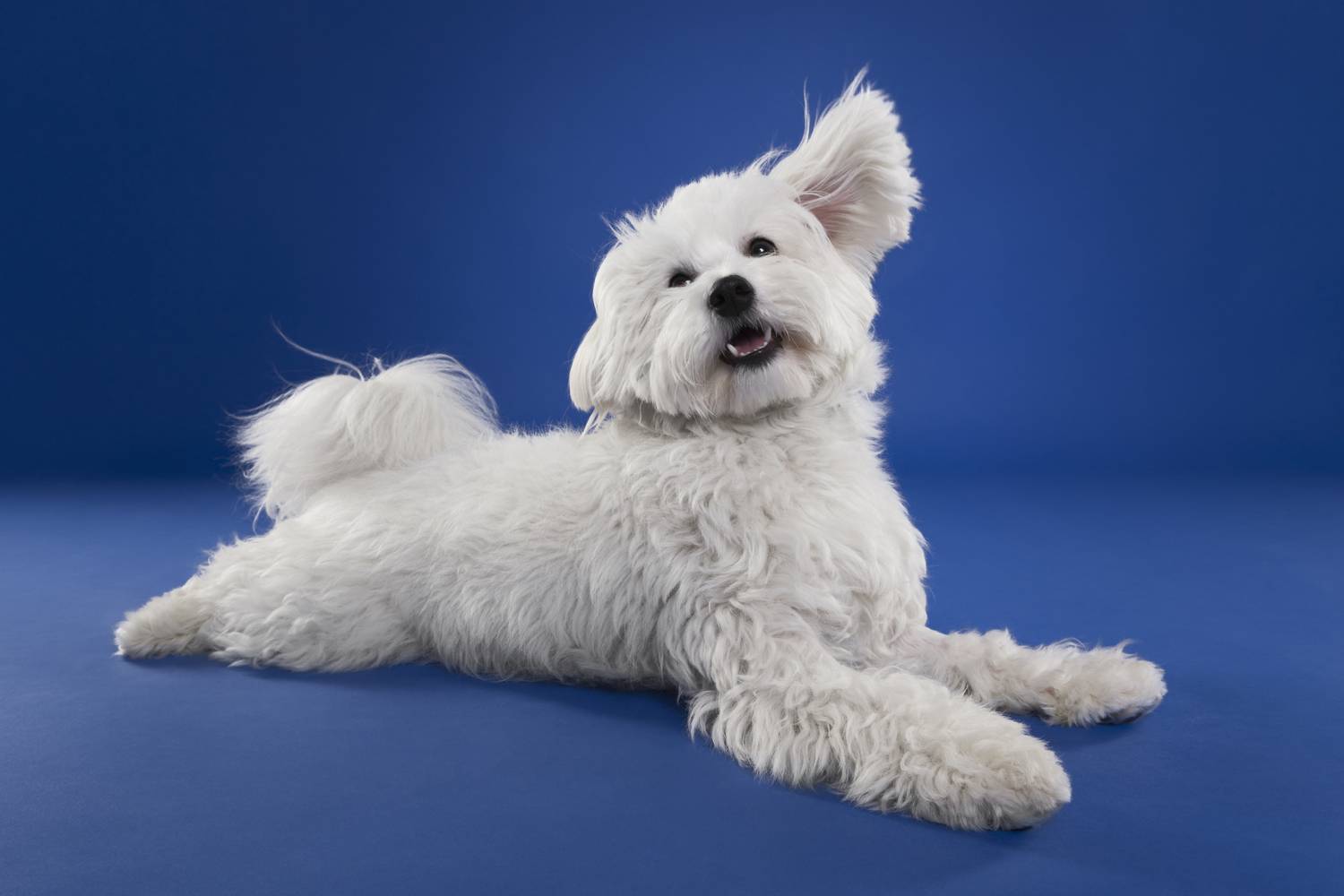 Фотография #12988997