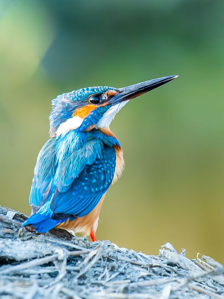 Photograph by Abhishek Pradhan