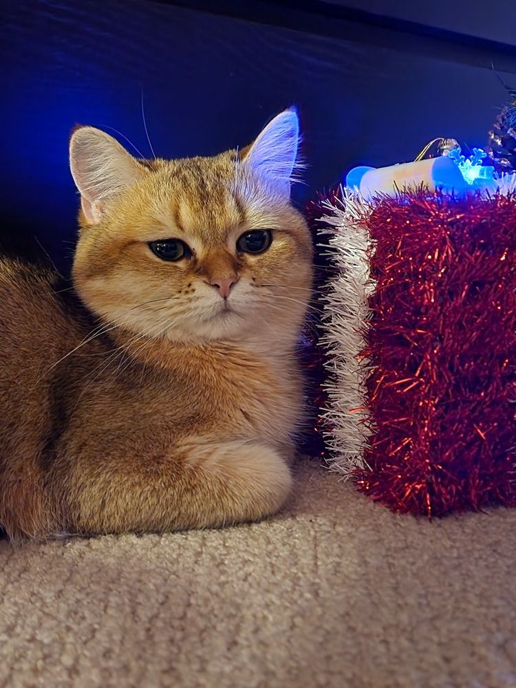 Фотография автора Al