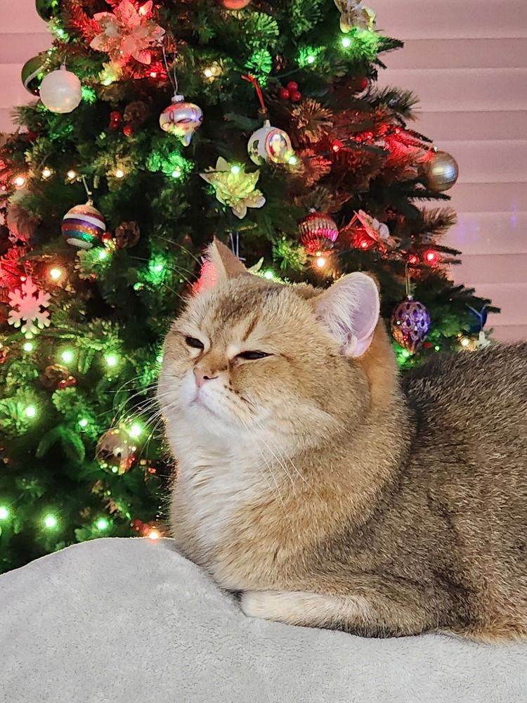 Фотография автора Al