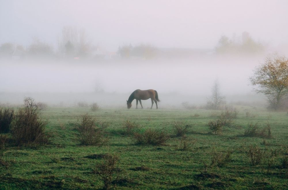 Фотография автора Наталья Алексеева