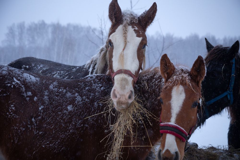 Photograph by Елена Абрамова