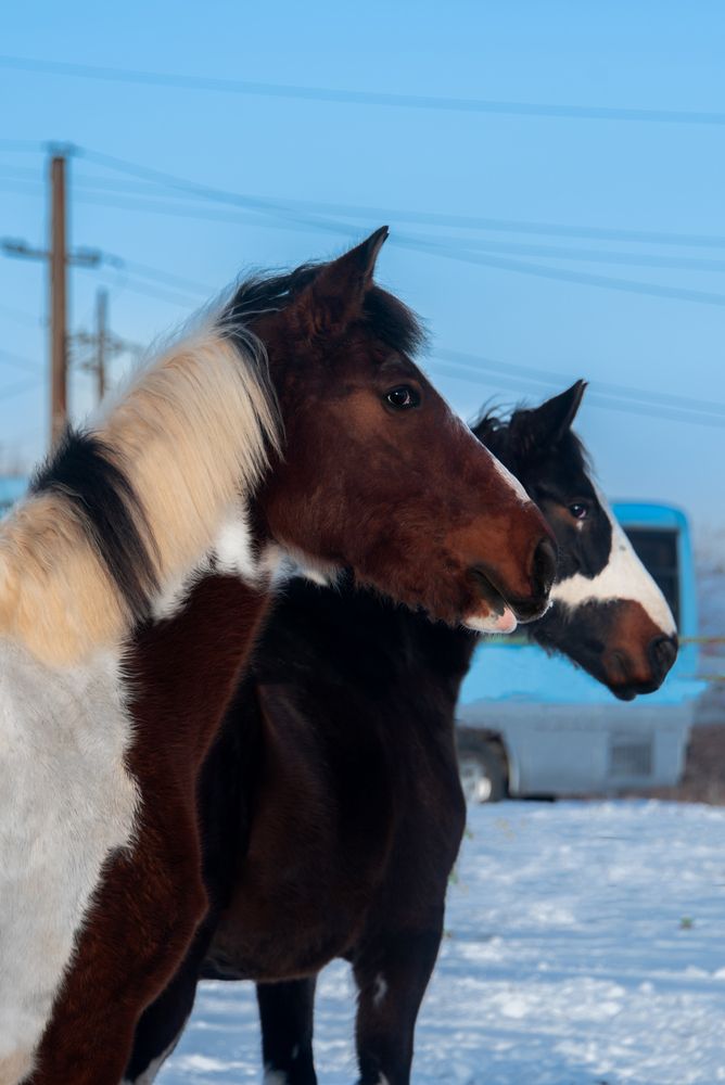 Photograph by Алина Чебулаева