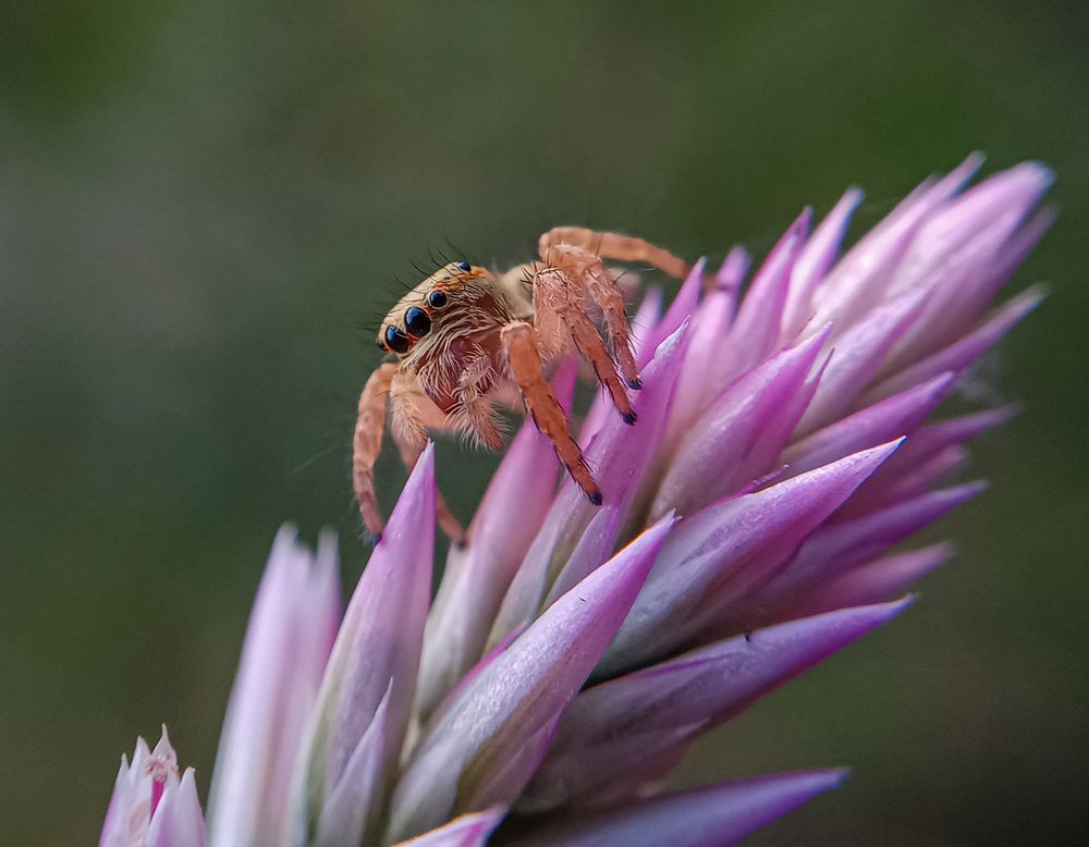Photograph by A .Thimira dinisuru