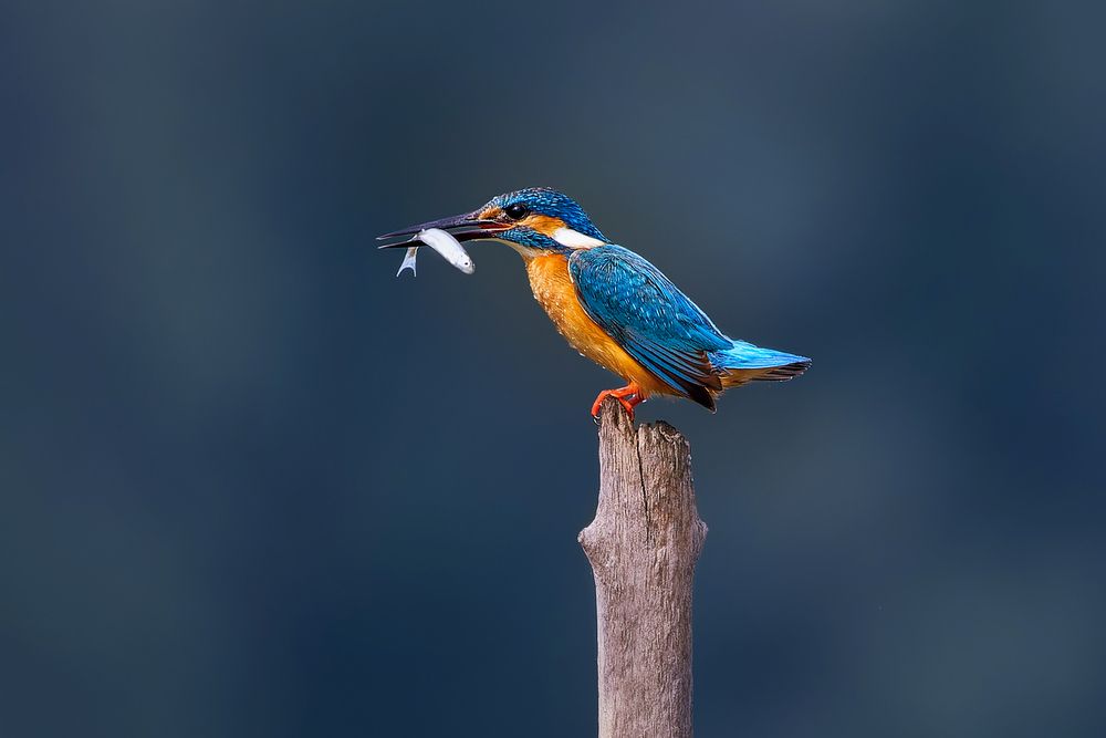 Photograph by Александр Перегудов