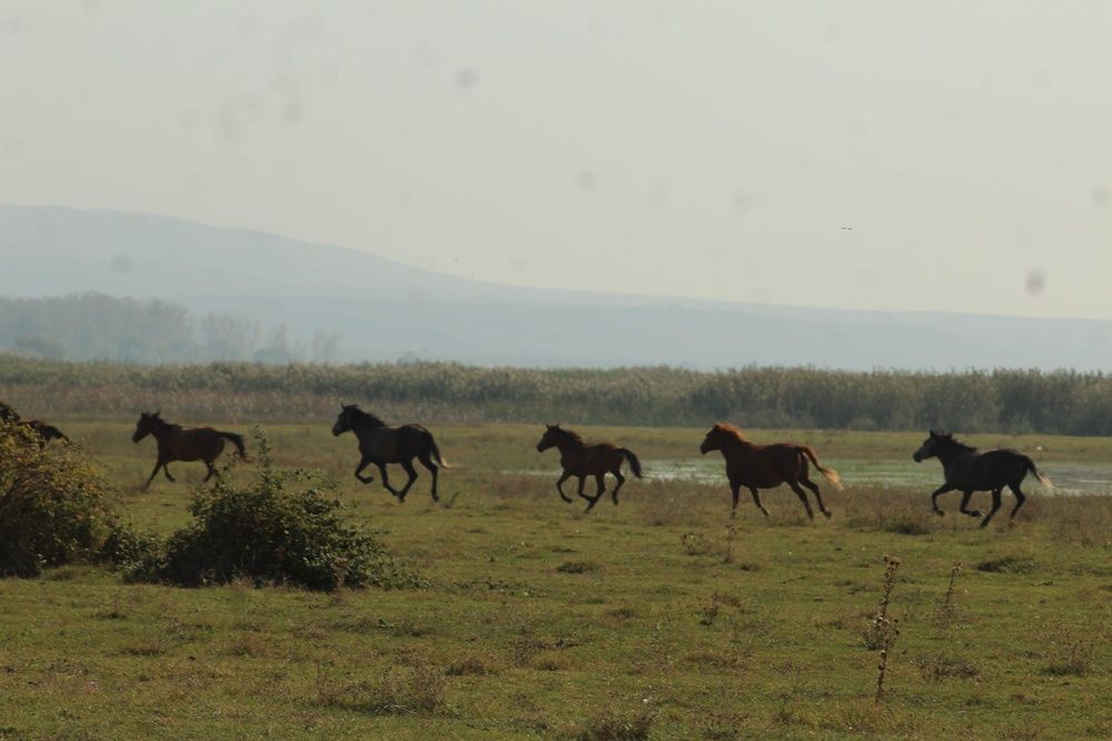 Photograph by Mariami Sanishvili