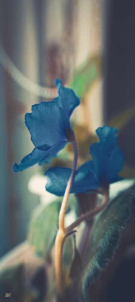 Photo #12989419