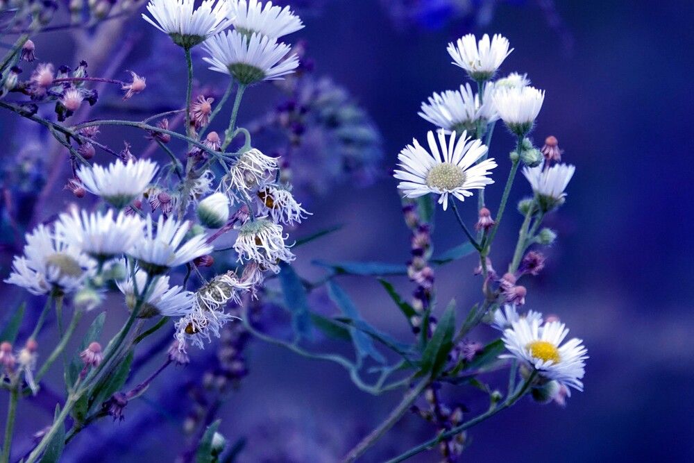 Photograph by jelena konickaja