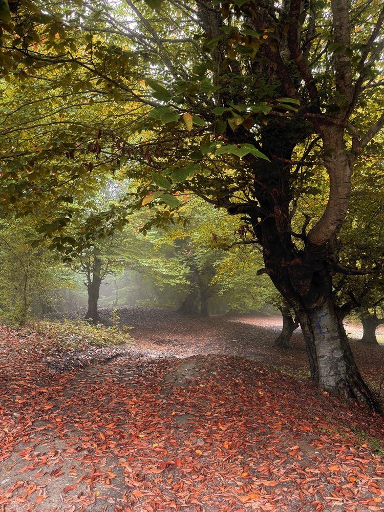 Photograph by Elnaz Tavakoli