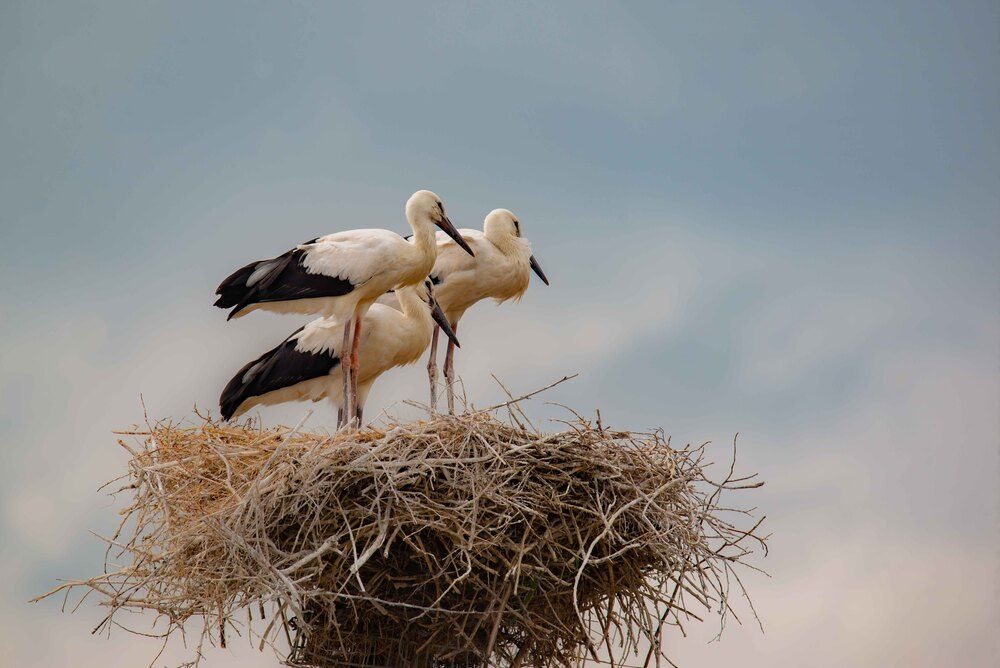 Photograph by Darina