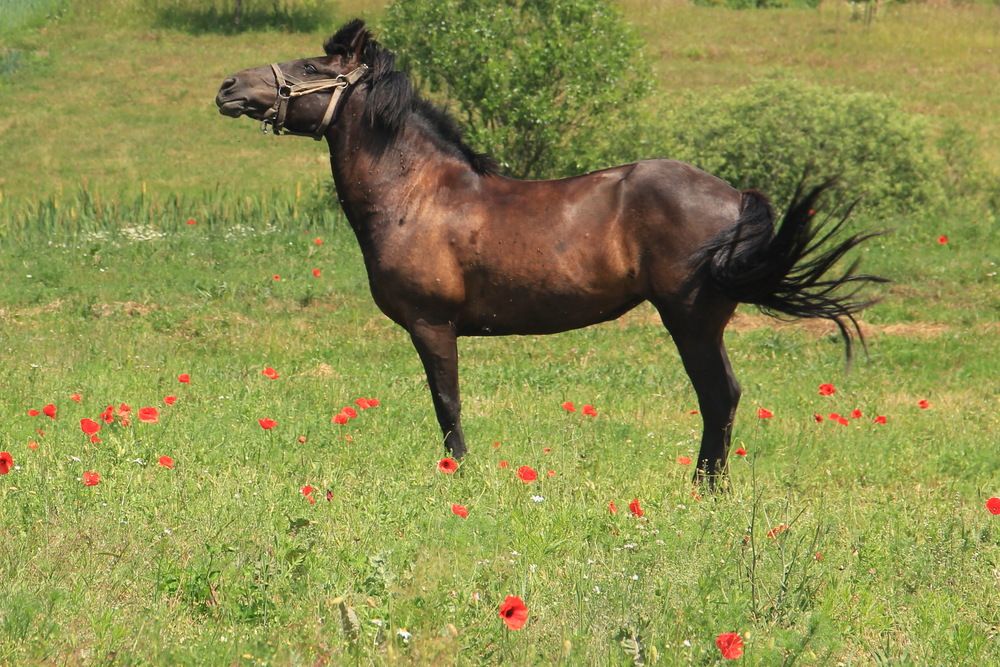 Фотография автора Анна-Лаймуте Милошевич