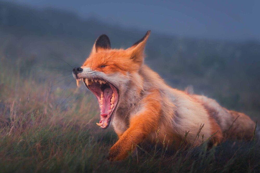 Photograph by Силантьев Даниил