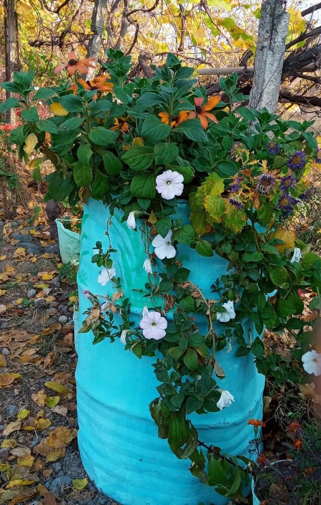 Фотография автора Hormat Alakbarova