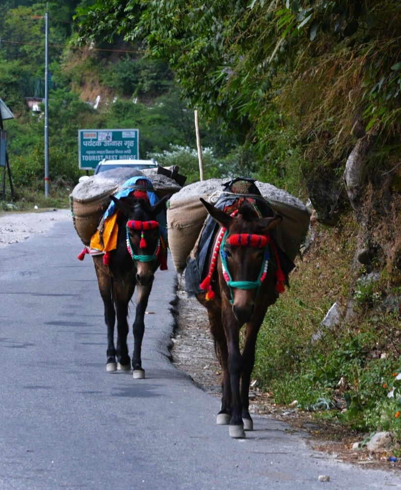 Mountain Carriers