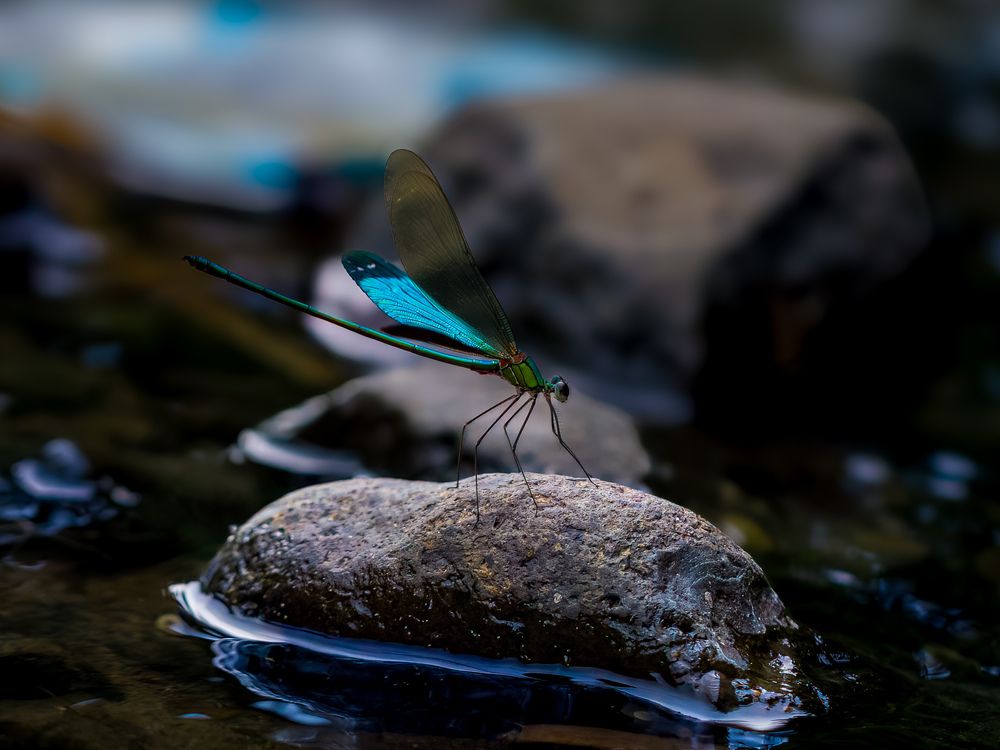 Photograph by Wong Fei Hung