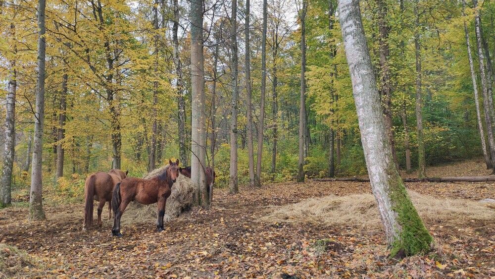 Photograph by Марийона Савоненко